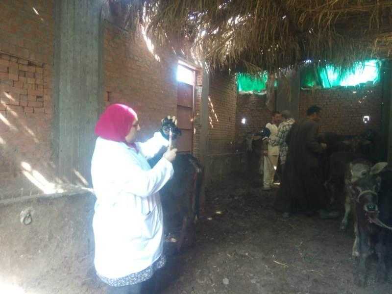 تحصين 283 ألف رأس من الماشية ضد الحمى القلاعية والوادي المتصدع بالمنوفية