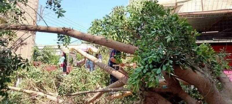 سقوط شجرة وعمود إنارة في المنوفية دون إصابات
