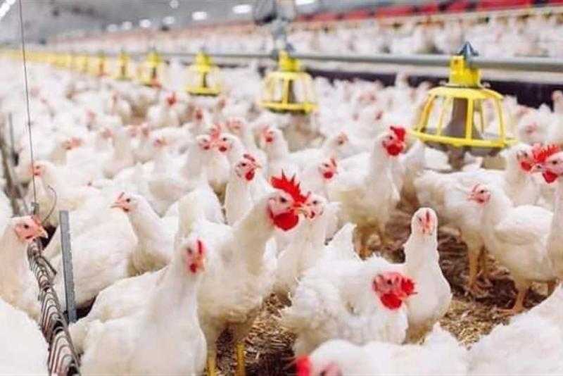 قطاع الدواجن: 100 مليار جنيه استثمارات ومصر على أعتاب الاكتفاء الذاتي.. فيديو