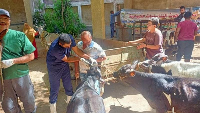 علاج وفحص 3 آلاف رأس ماشية مجانًا لصغار المربين في القليوبية