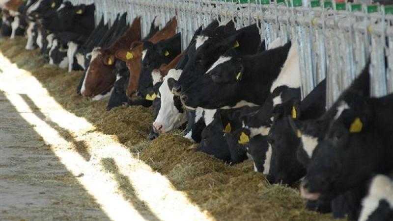 ”بيطري الإسكندرية” تكشف أعراض الحمى القلاعية والوادي المتصدع