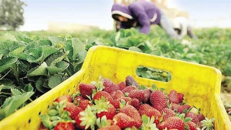 ارتفاع صادرات الحاصلات الزراعية المصرية إلى 2.7 مليار دولار