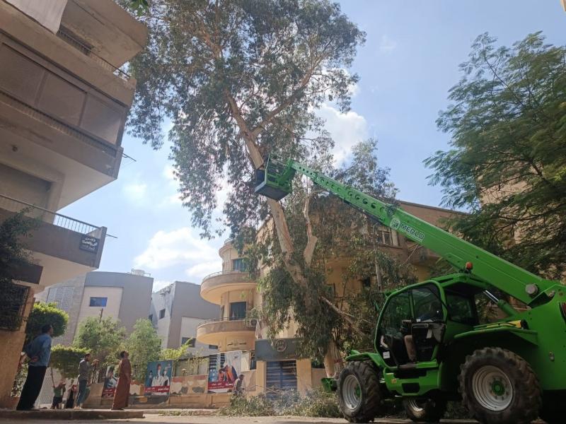 استجابة لشكاوى سكان شارع الطبري بمصر الجديدة.. نظافة القاهرة تنجح في تقليم شجرة عتيقة