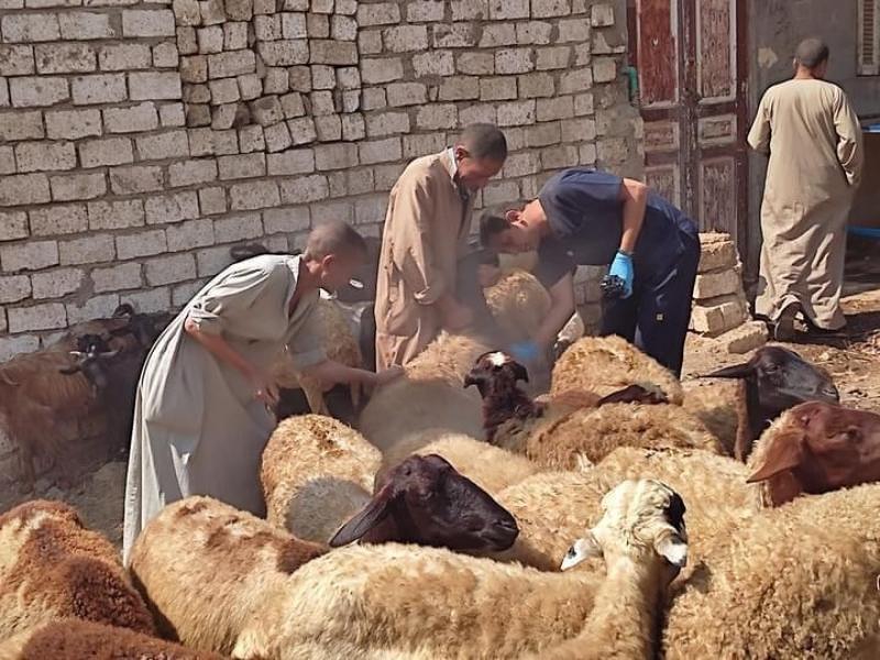 تحصين 39 ألف رأس أغنام ضد طاعون المجترات في الغربية