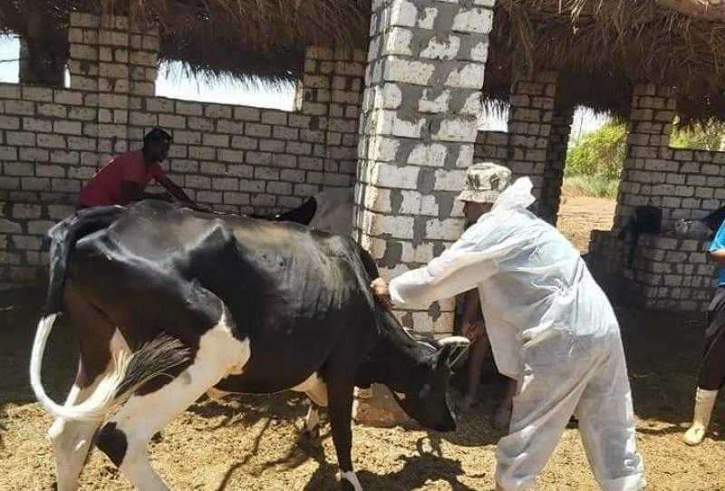 تحصين 47 ألف رأس ماشية ضد الحمى القلاعية في محافظة الغربية