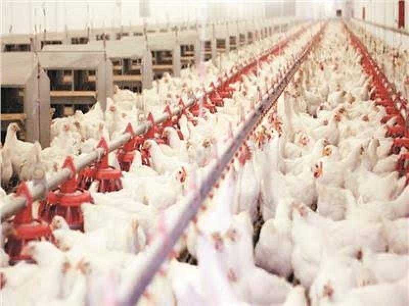 أسعار الدواجن اليوم السبت 26 نوفمبر 2022