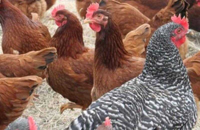 تراجع أسعار الدواجن في السوق اليوم الأحد