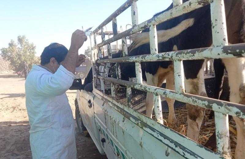 لجنة من بيطري الأقصر تتفقد أسواق الماشية لمعرفة الوضع الوبائي | صور