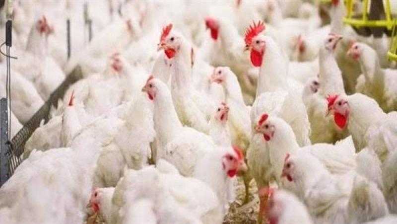أسعار الدواجن اليوم الخميس