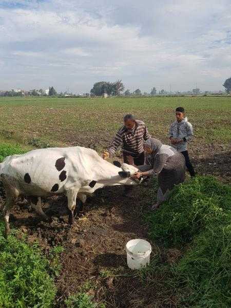 محافظ كفر الشيخ : تحصين 130 و 450 رأس ماشية ضد الحمى القلاعية والوادي المتصدع