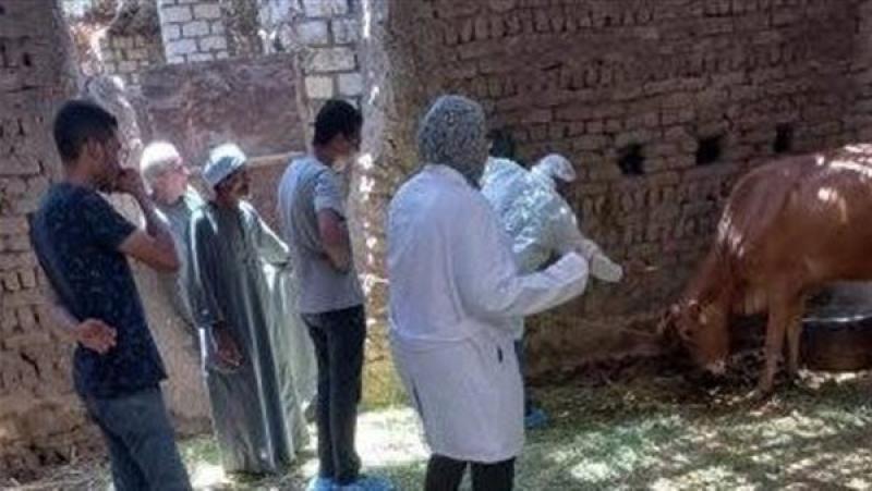 تحصين 21 ألف رأس ماشية ضد الحمى القلاعية والوادي المتصدع في الأقصر