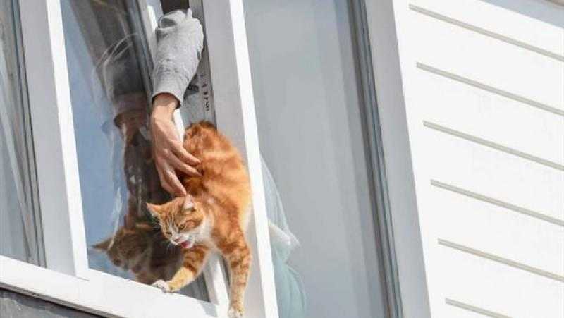 إنقاذ قطة عالقة أعلى تكييف عقار في الإسكندرية