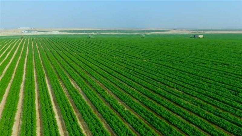 حصاد الزراعة في 2022.. إنجازات في الأمن الغذائي ومشروعات التنمية الزراعية