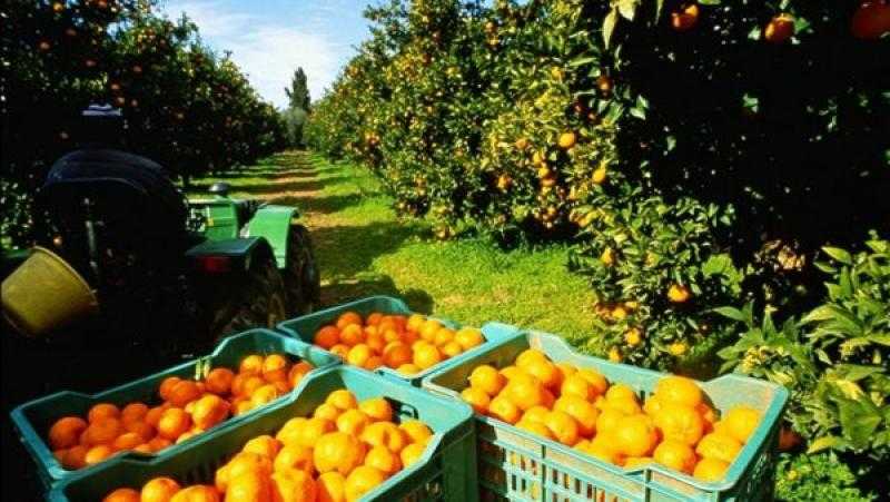 نصدر لـ154 دولة.. إقبال كبير بالأسواق العالمية على الموالح المصرية .. فيديو