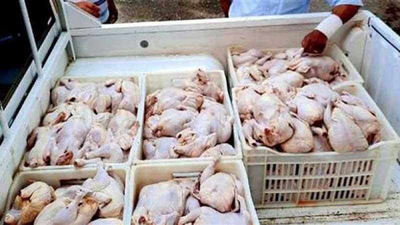 ضبط 10 أطنان دواجن فاسدة داخل مجزر في الجيزة