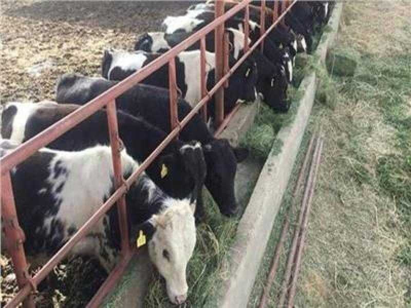 حصاد 2022.. ”البتلو” و”غليون” و ”المليون رأس”.. مشروعات قومية لتحقيق الاكتفاء من البروتين