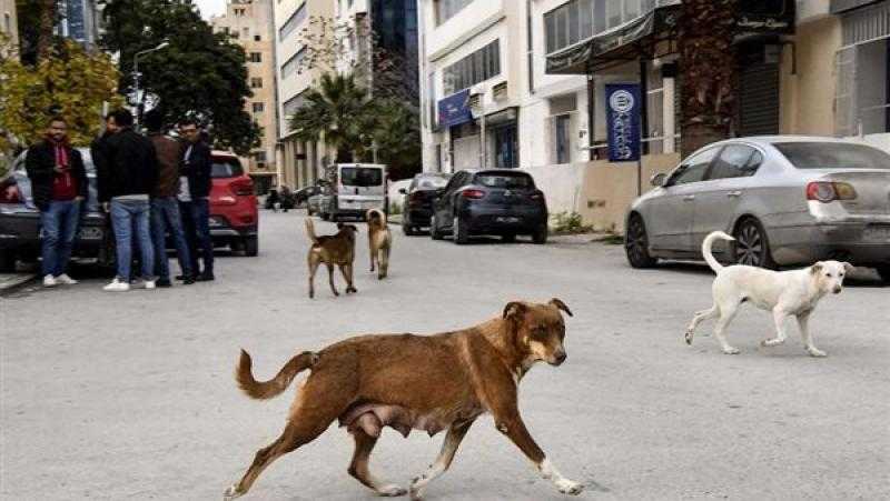 «البيطريين»: «نحتاج 300 ألف طبيب لتعقيم وتحصين الكلاب الضالة»