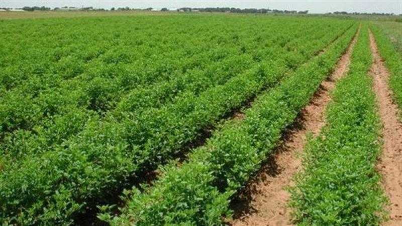 2.65 تريليون دولار القيمة المضافة للزراعة في الصين خلال 2021