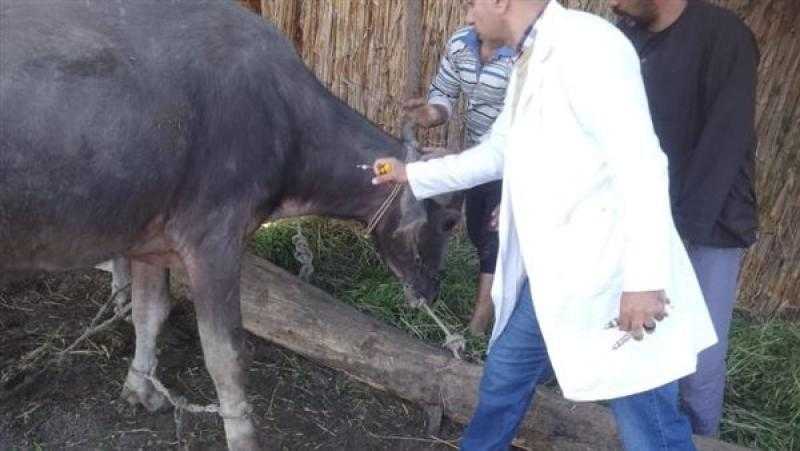 تحصين 248.4 ألف رأس ماشية ضد الحمى القلاعية في الغربية