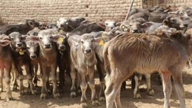اعتماد 27 مليونًا لمشروع البتلو.. جهود وأنشطة «الزراعة» خلال أسبوع