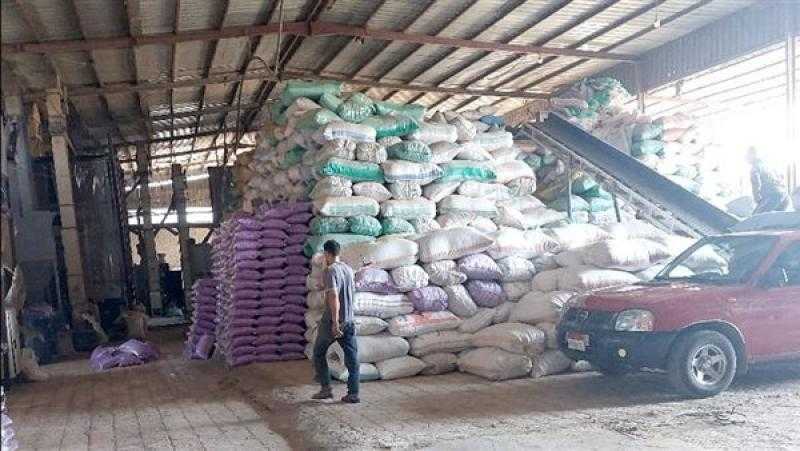 توريد أكثر من 39 ألف طن أرز شعير في كفر الشيخ