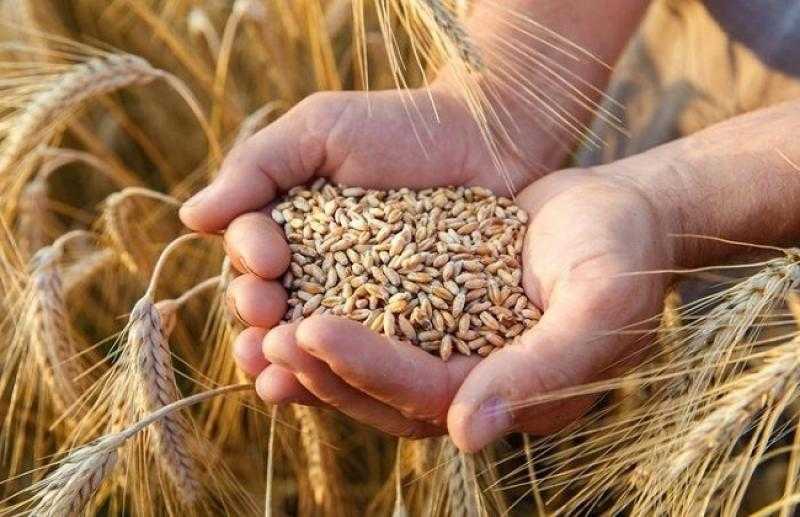 وزير الزراعة: توجيهات الرئيس السيسي بإعادة تسعير القمح محفزة للفلاح