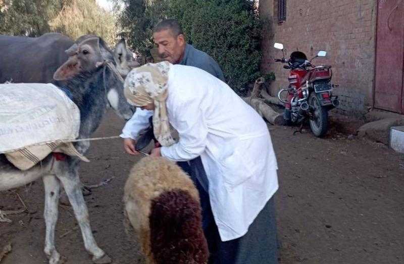 بيطرى البحيرة: علاج 700 رأس ماشية في مركز شبراخيت