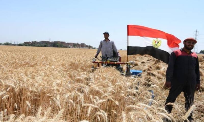 نقيب الفلاحين بقنا: زيادة سعر أردب القمح خطوة إيجابية للمزارعين