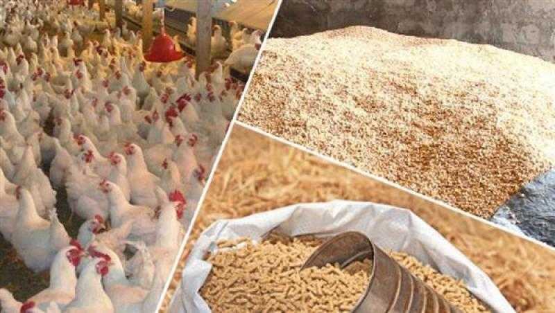 اتحاد الدواجن: توقعات بانخفاض الأسعار خلال 40 يومًا