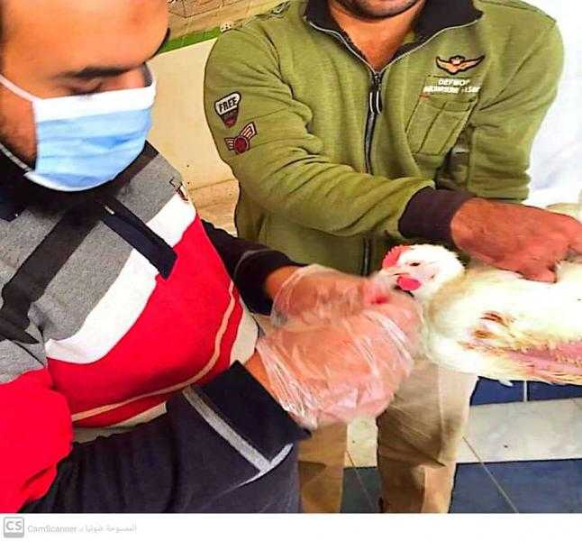 بيطري كفر الشيخ: تحصين 17 ألف طائر ضد الأمراض الوبائية.. صور