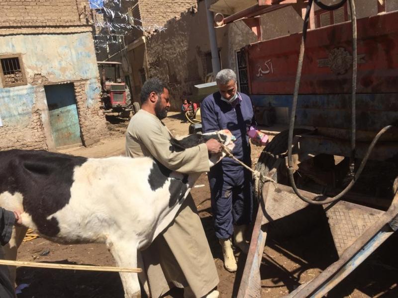 بيطري البحيرة: علاج 315 رأس ماشية في مركز رشيد
