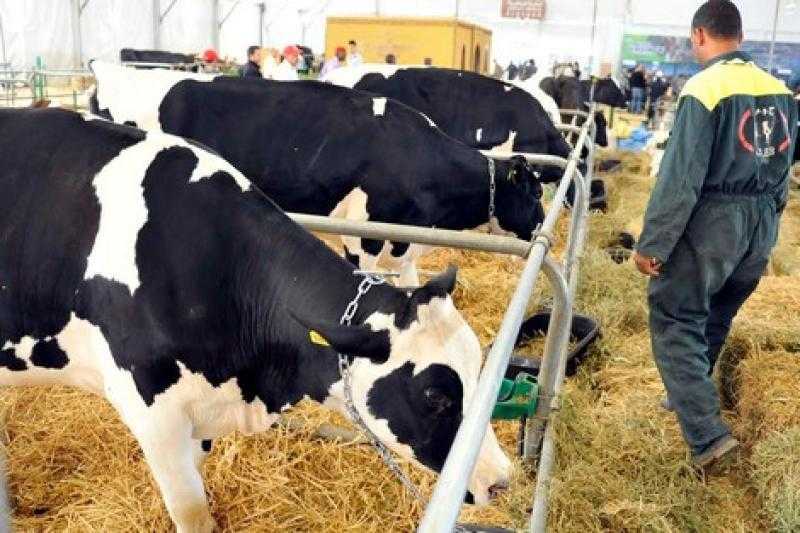 مجانا.. ذبح 863 رأس ماشية حتى الآن في مجازر سوهاج