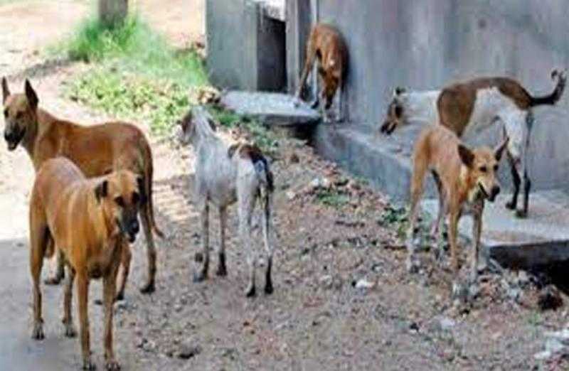 مبادرة لمكافحة الكلاب الضالّة في الوادي الجديد