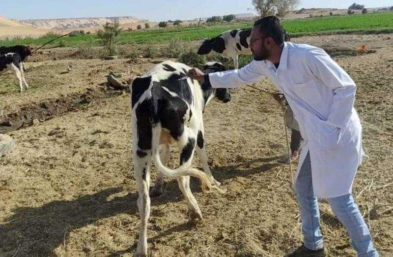 تحصين 30 ألف رأس ماشية ضد الجلد العقدي والجدري في الغربية