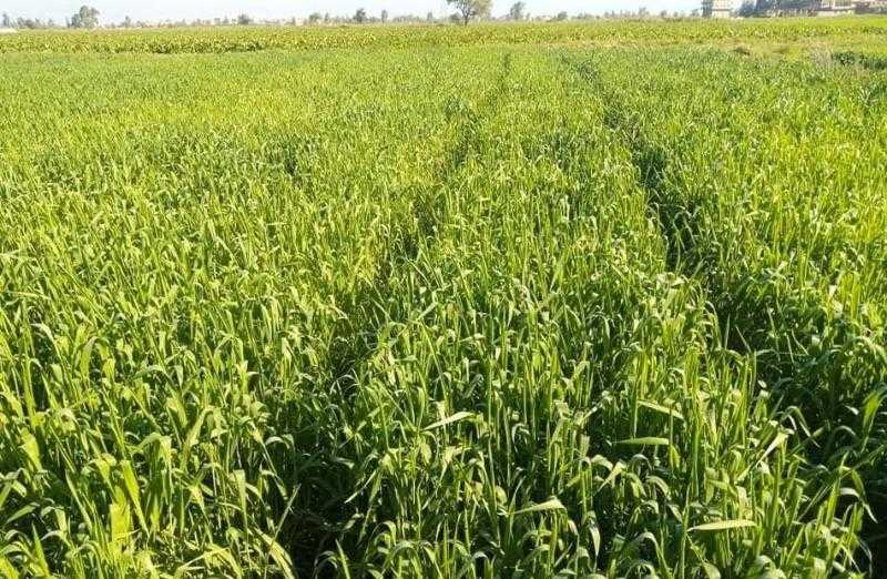 البحوث الزراعية: 10 آلاف جنيه هامش ربح الفلاح من بيع فدان القمح