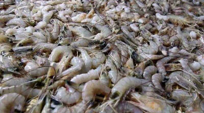 3 أطنان و125 كيلو جمبري فاسد في القليوبية