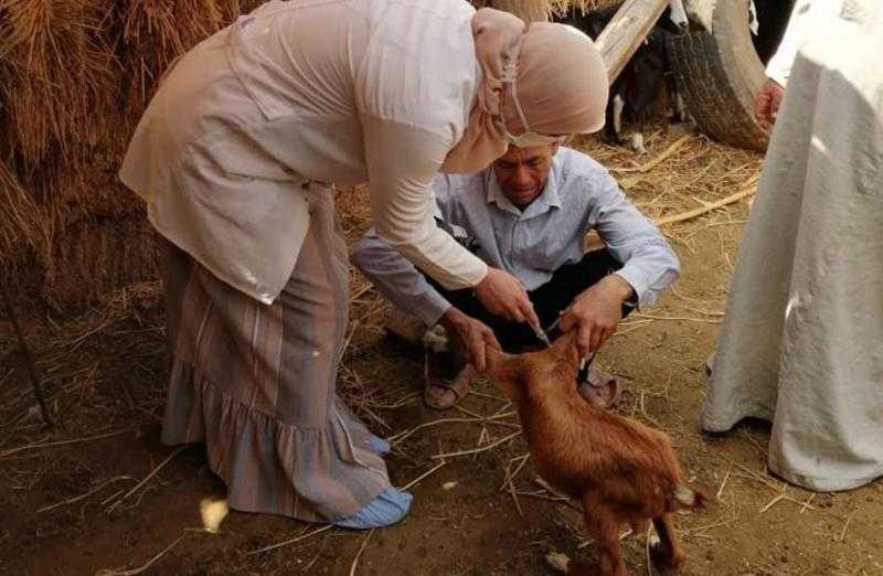 بيطري البحيرة: تطعيم 239 ألف رأس ماشية ضد الجلد العقدي وجدري الأغنام