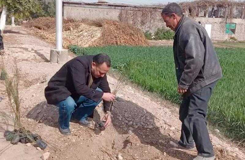 زراعة 400 شجرة «زينة ومثمرة» في مركز المراغة بسوهاج |صور