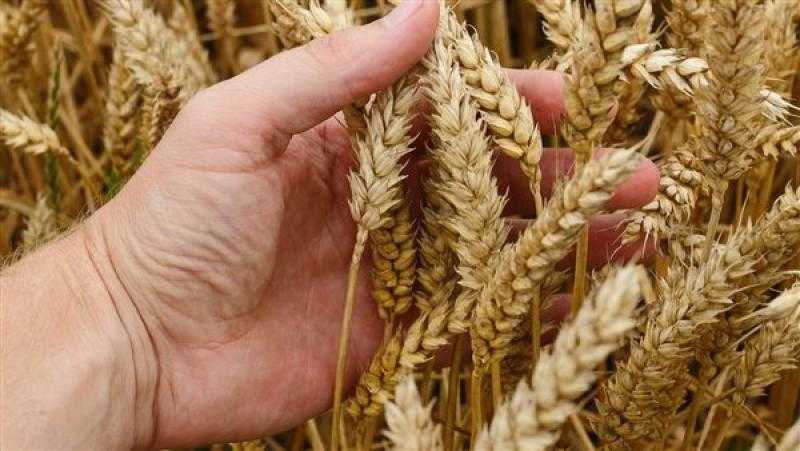 رئيس بحوث الصحراء سابقا: زرعنا 4 مليون فدان قمح خلال العام ونستهدف هذا الرقم