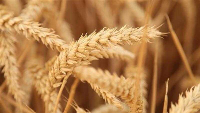 مدير المحاصيل الحقلية: الفدان الواحد حقق 30 إردب قمح ووارد تحقيق اكتفاء ذاتي