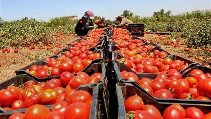 الزراعة: افتتاح 83 سوقًا جديدًا و350 منتجًا يصل 160 دولة