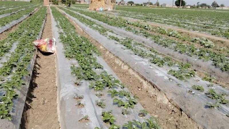 أستاذ اقتصاد يكشف تأثير استخدام التقنيات الحديثة على زيادة الإنتاجية الزراعية