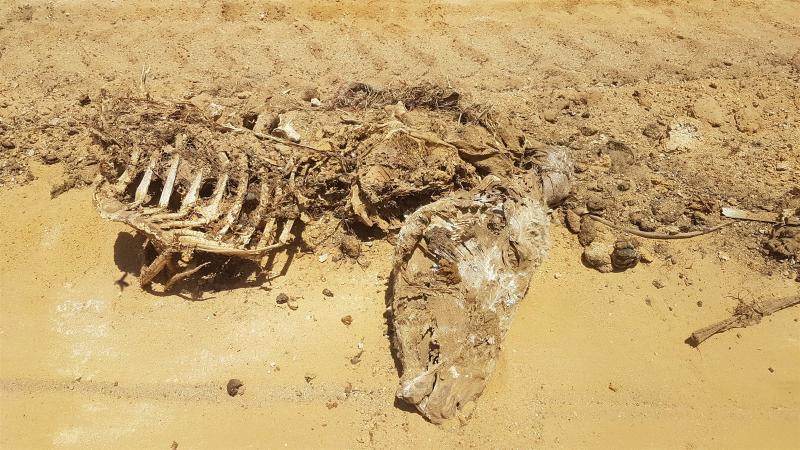 هياكل حمير - أرشيفية