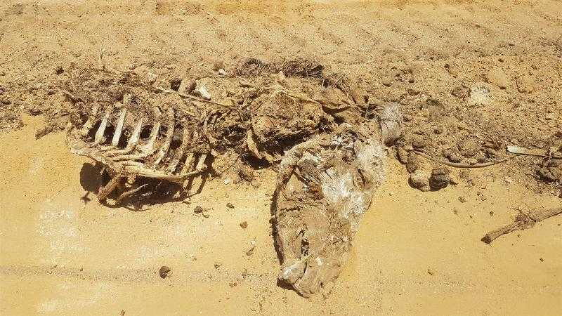 مدير المجازر بالشرقية: جثث الحمير المعثور عليها تم ذبحها بغرض استخدام جلودها وبيعها