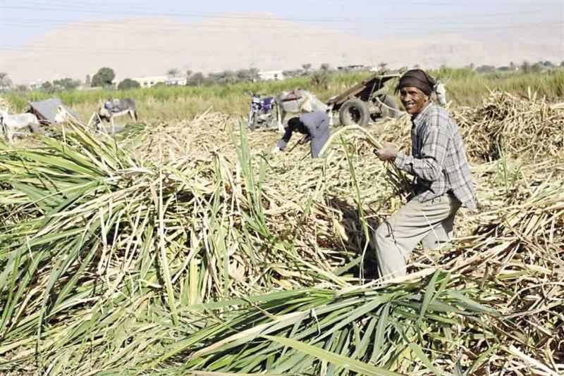وزارة التموين: ارتفاع معدل توريد القصب إلى 3 ملايين و200 طن.. وإنتاج 310 آلاف طن سكر