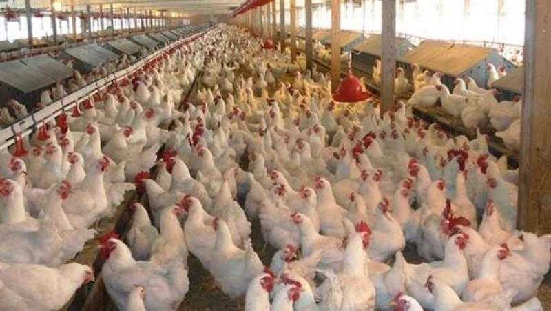شعبة الدواجن: 65 جنيهًا السعر العادل لكيلو الفراخ