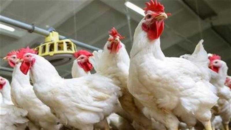 نقيب الزراعيين يكشف تكلفة إنتاج كيلو الدواجن داخل المزرعة
