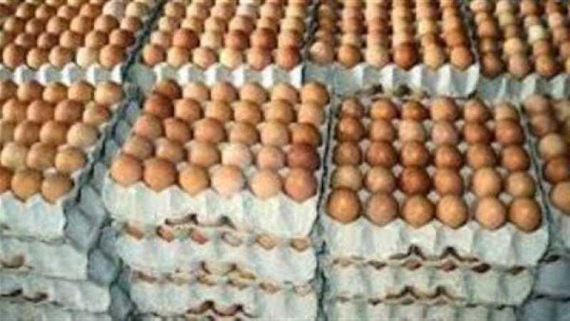 منتجي الدواجن: مصر لم تستورد بيضة واحدة منذ الثمانينيات