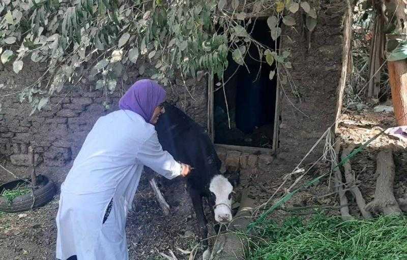 بيطرى البحيرة: علاج 1000 رأس ماشية في مركز كفر الدوار