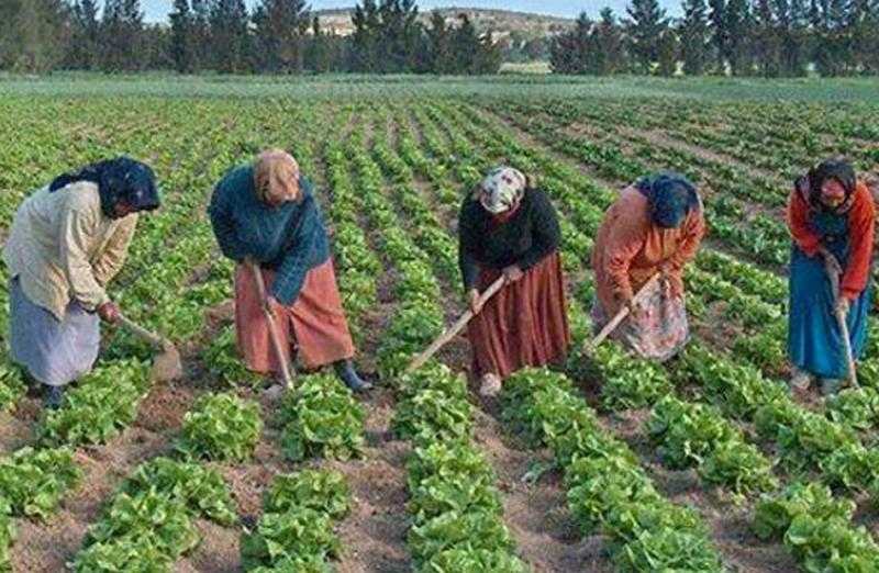 تفاصيل زراعة 600 ألف فدان في سيناء نهاية العام الجاري